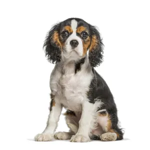 Tricolor cavalier king charles spaniel puppy sitting on a white background looking forward Tricolor cavalier king charles spaniel puppy sitting on a white background looking forward