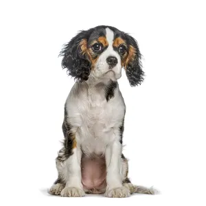 Tricolor cavalier puppy sitting calmly Tricolor cavalier puppy sitting calmly