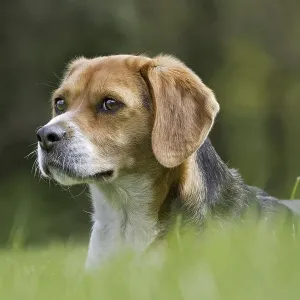 Tricolour Beagle dog in garden