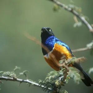 Tricoloured Glossy Starling (Lamprotornis superbus)
