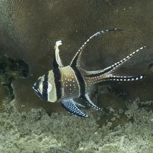 A tropical Banggai cardinalfish (Pterapogon kauderni) swims on a coral reef A tropical Banggai cardinalfish (Pterapogon kauderni) swims on a coral reef
