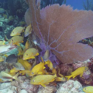 Tropical fish swim around a colourful coral reef with purple Venus fans (Gorgonia ventalina) Tropical fish swim around a colourful coral reef with purple Venus fans (Gorgonia ventalina)