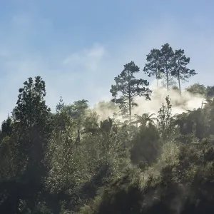 Tropical forest with fog and steam from hot springs