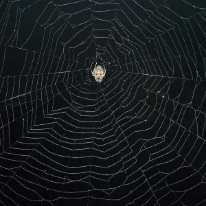 Tropical Red and Black Orb-weaving Spider (Eriophora fuliginea) weaving