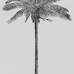 True date palm (Phoenix dactylifera L)