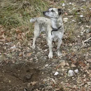 TRUFFLE DOG, TRUFFLE GATHERING IN DROME IN FRANCE