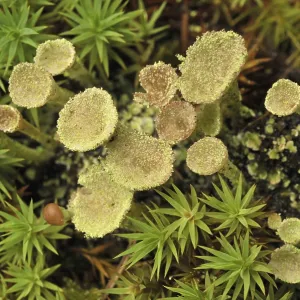 Trumpet lichen (Cladonia fimbriata)