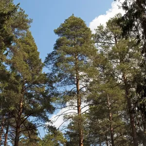 The trunks of the pines against the blue sky in the forest