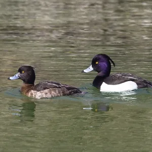 Tufted ducks (Aythya fuligula)