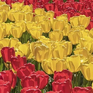 Tulip fields in spring, South Holland, Netherlands