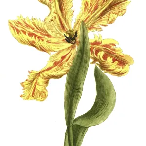 19th Century Tulip Print, Restoration 19th Century Tulip Print, Restoration