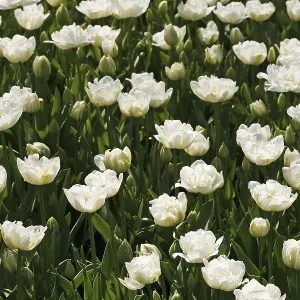 Tulipa Mount Tacoma Print - Late Season Blooms