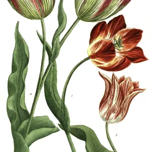 19th Century Tulip Prints: a. Tulipa ferotina, b. Tulipa rubra calice pallessente 19th Century Tulip Prints: a. Tulipa ferotina, b. Tulipa rubra calice pallessente