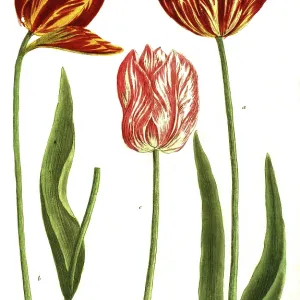 19th Century Tulip Print 19th Century Tulip Print