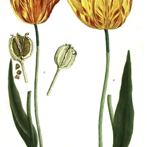 19th Century Tulip Print, Restoration 19th Century Tulip Print, Restoration