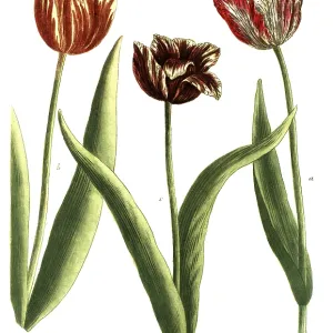19th Century Tulip Print, a. Tulipa lutea sanguinis 19th Century Tulip Print, a. Tulipa lutea sanguinis