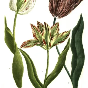19th Century Tulip Print, a. tulipa monstrosa 19th Century Tulip Print, a. tulipa monstrosa