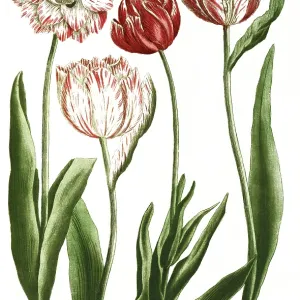 19th Century Tulip Print, Reproduction from Original Model 19th Century Tulip Print, Reproduction from Original Model