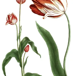 19th Century Tulip Print, Restoration 19th Century Tulip Print, Restoration