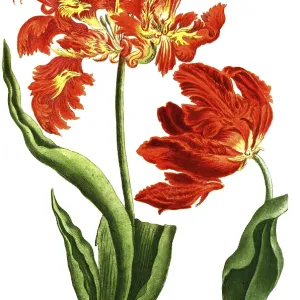 19th Century Tulip Print, Reproduction of Rare Varieties 19th Century Tulip Print, Reproduction of Rare Varieties