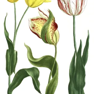 19th Century Print of Tulips, Tulipa odorata and explicata 19th Century Print of Tulips, Tulipa odorata and explicata