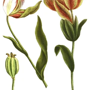19th Century Tulip Print, "Tulipa serotina" Illustration 19th Century Tulip Print, "Tulipa serotina" Illustration