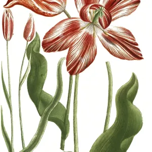 Tulips, Tulipa serotina and Tulipa persica Print Tulips, Tulipa serotina and Tulipa persica Print