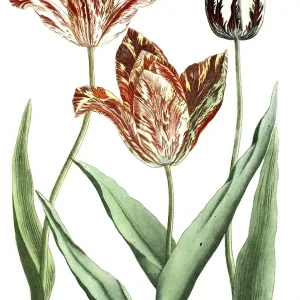 19th Century Tulip Print, Restoration 19th Century Tulip Print, Restoration