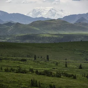 Tundra and glaciated peak of Denali or Mount McKinley Tundra and glaciated peak of Denali or Mount McKinley