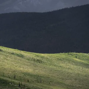 Tundra and Taiga Print, Denali National Park, Alaska