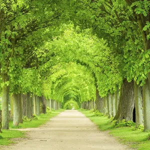Lime Tree Avenue Print, Hundisburg Castle, Germany Lime Tree Avenue Print, Hundisburg Castle, Germany