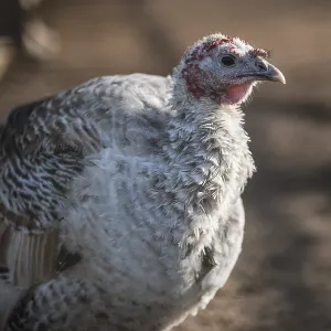 Turkey in Lubin, Poland