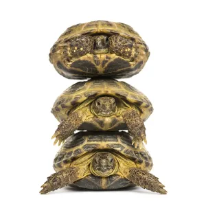 Three turtles one above the other Three turtles one above the other