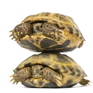 Two turtles one above the other, isolated on white Two turtles one above the other, isolated on white