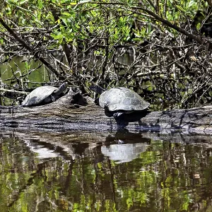 Two turtles on a tree trunk with their reflection in the water in the midst of wild vegetation