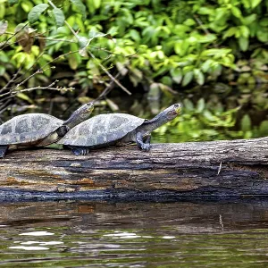 Two turtles on a tree trunk by the water