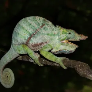 Two-banded Chameleon (Furcifer balteatus)