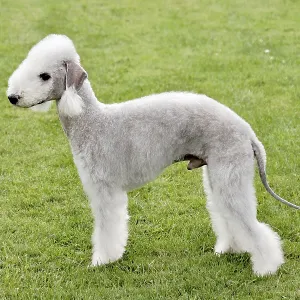 Typical Bedlington Terrier in the Spring Garden Print Typical Bedlington Terrier in the Spring Garden Print