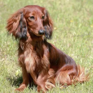 Perro Dachshund estándar de pelo largo rojo típico. Perro Dachshund estándar de pelo largo rojo típico.