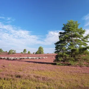 Typical heathland on Brunsberg with blooming heather and flock of sheep with shepherds