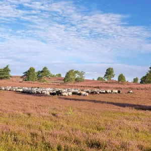 Typical heathland on Brunsberg with blooming heather and flock of sheep with shepherds