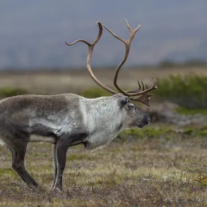 Typical posture of a reindeer bull (Rangifer tarandus) shortly in front of it makes its rutting call Typical posture of a reindeer bull (Rangifer tarandus) shortly in front of it makes its rutting call