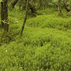 Undergrowth of hair moss (Polytrichum sp) Undergrowth of hair moss (Polytrichum sp)