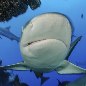 Underwater Close-up of Aggressive Grey Reef Shark Print Underwater Close-up of Aggressive Grey Reef Shark Print