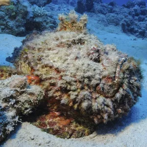 Underwater Print: Stonefish Mimesis in Red Sea, Egypt Underwater Print: Stonefish Mimesis in Red Sea, Egypt