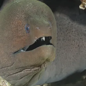 Underwater photo close-up of giant moray eel (Gymnothorax javanicus) predator looking out of cave dwelling