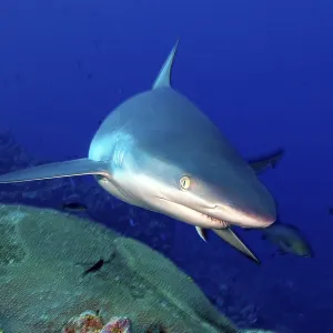 Underwater photo close-up of Grey reef shark (Carcharhinus amblyrhynchos)