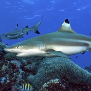 Blacktip Reef Shark Print, Yap Island Blacktip Reef Shark Print, Yap Island