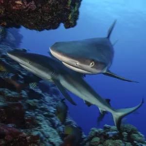 Underwater photo Close-up of two specimens Grey reef shark (Carcharhinus amblyrhynchos)