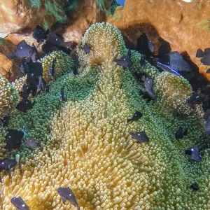 Vivid Coral Reef Scene, Tulamben, Bali Print Vivid Coral Reef Scene, Tulamben, Bali Print